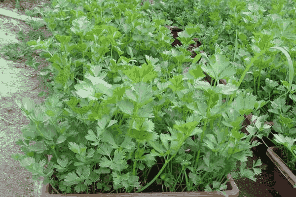 种植芹菜定植前怎样浇水？